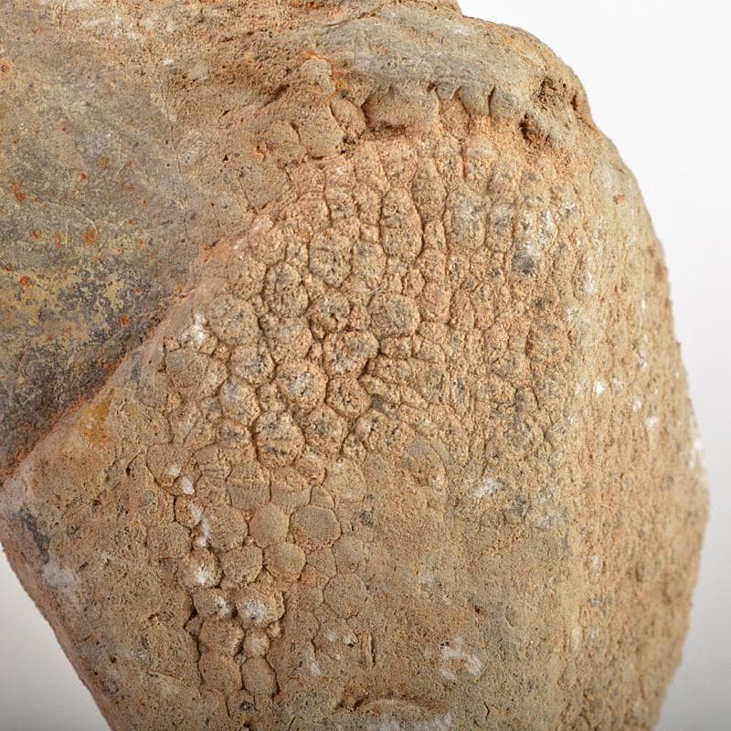 鑑賞石　天然石　ハチノスサンゴ化石　デボン紀　唐木台付　C　R5967