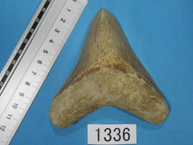 化石 サメの歯・メガロドン・インドネシア・10.6cm・No.1336