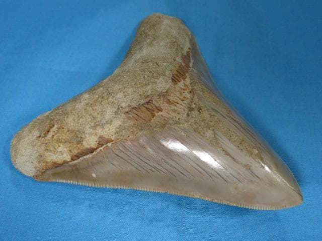 化石 サメの歯・メガロドン・インドネシア・10.6cm・No.1336