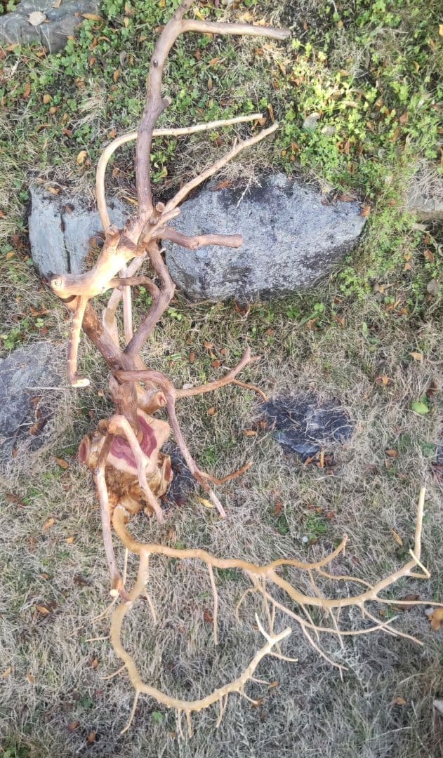 バードアスレチック　鳥用止まり木