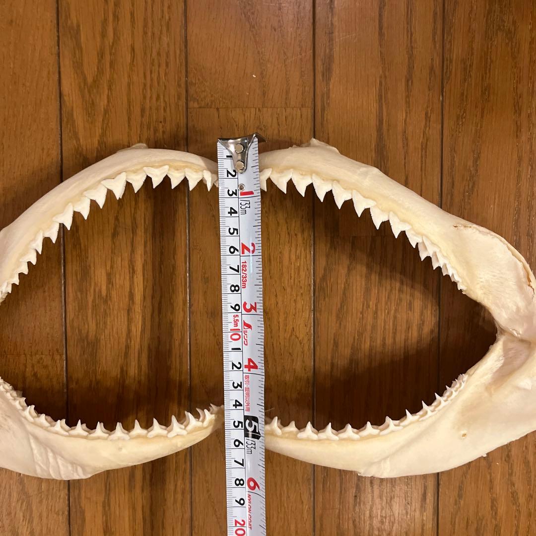 ヨゴレ　サメ標本