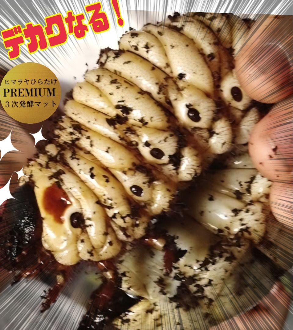 カブトムシ幼虫が巨大化！プレミアム3次発酵カブトムシマット【50L】産卵にも抜群