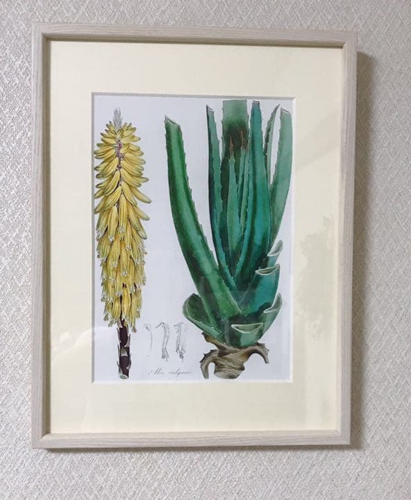 ★イギリス ボタニカルアート　②