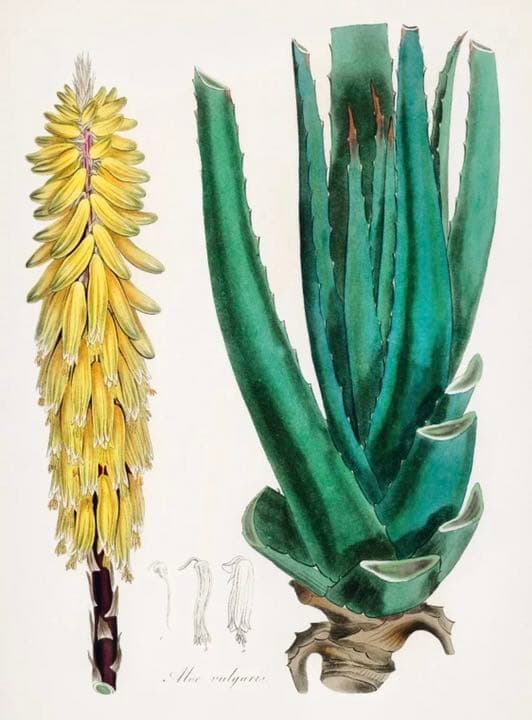 ★イギリス ボタニカルアート　②