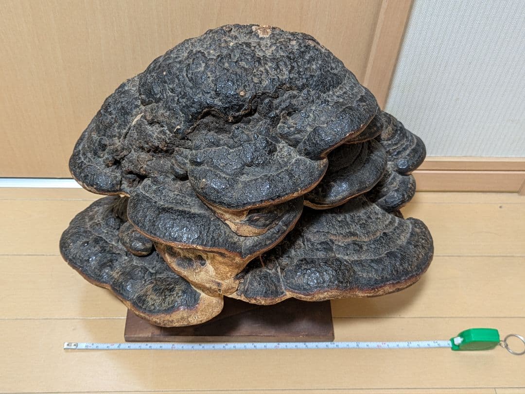 巨大)霊芝　灵芝　サルノコシカケ　固定台座付き　骨董品　開運　縁起物