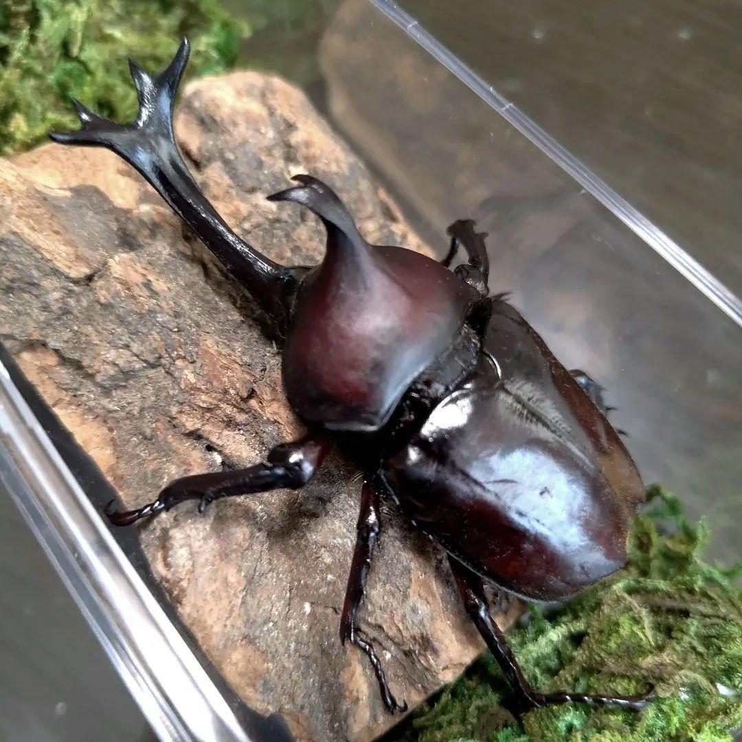 角スゴ長特大ワイルド野生赤レッド角長カブトムシ標本82mm頭角幅19mmぐらい