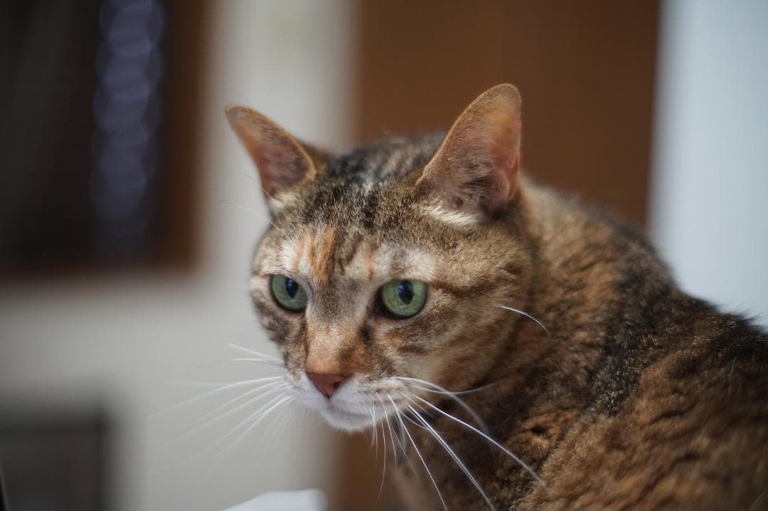 【整備済】OLYMPUS G.ZUIKO AUTO-S 50mm f/1.4