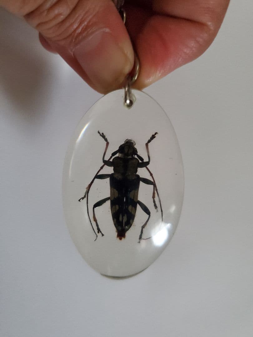 インドネシア産　カミキリムシ　キーホルダー　6点セット