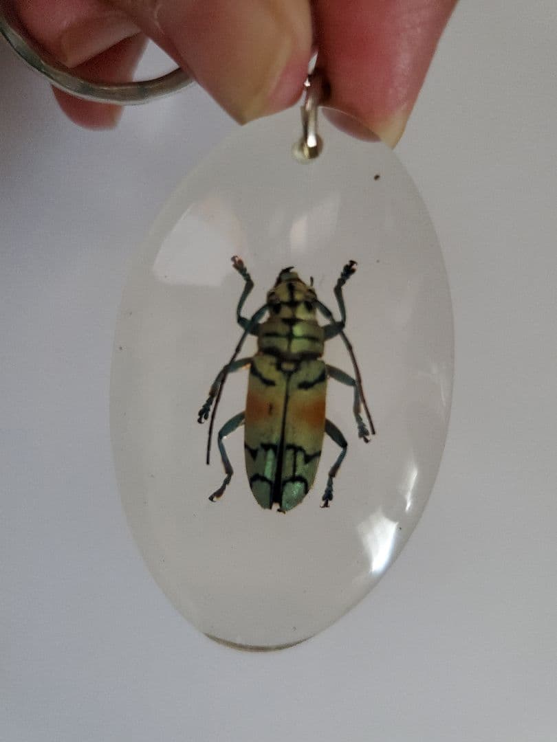 インドネシア産　カミキリムシ　キーホルダー　6点セット