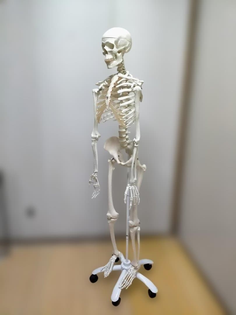 【送料無料】美品 3B Scientific 等身大 骨格模型 スタンド付