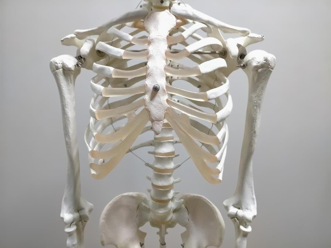 【送料無料】美品 3B Scientific 等身大 骨格模型 スタンド付