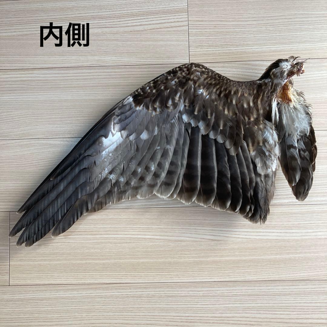 トビの翼標本