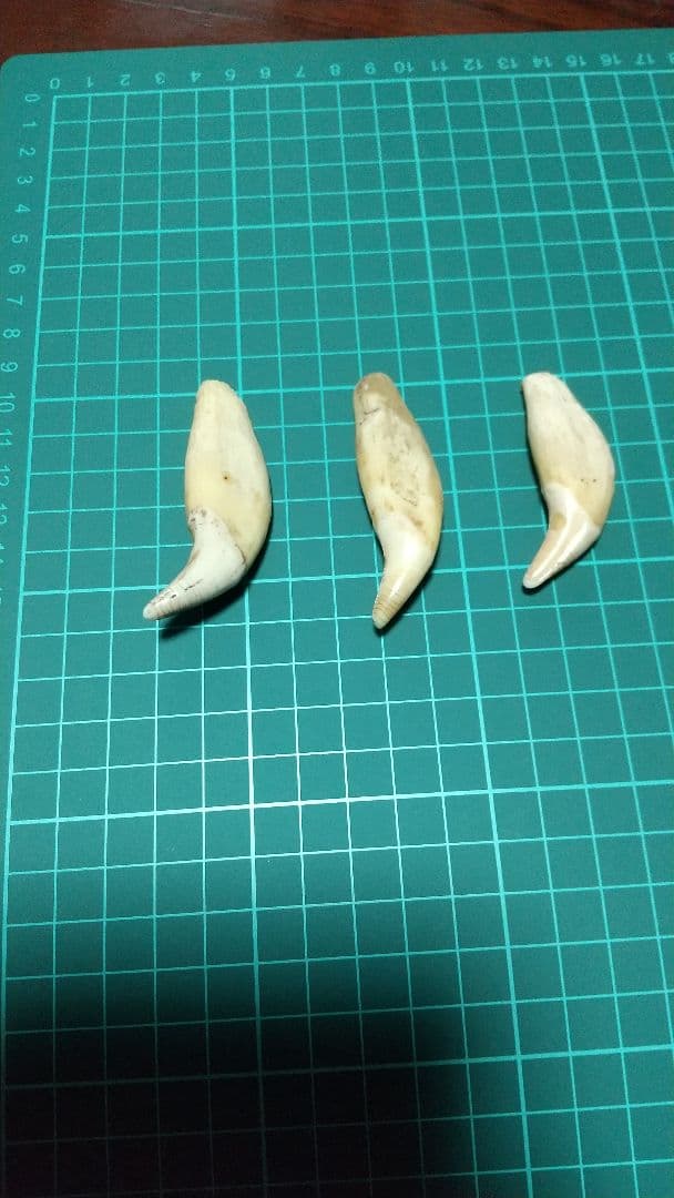 天然素材 熊(クマ)の牙 3個セット