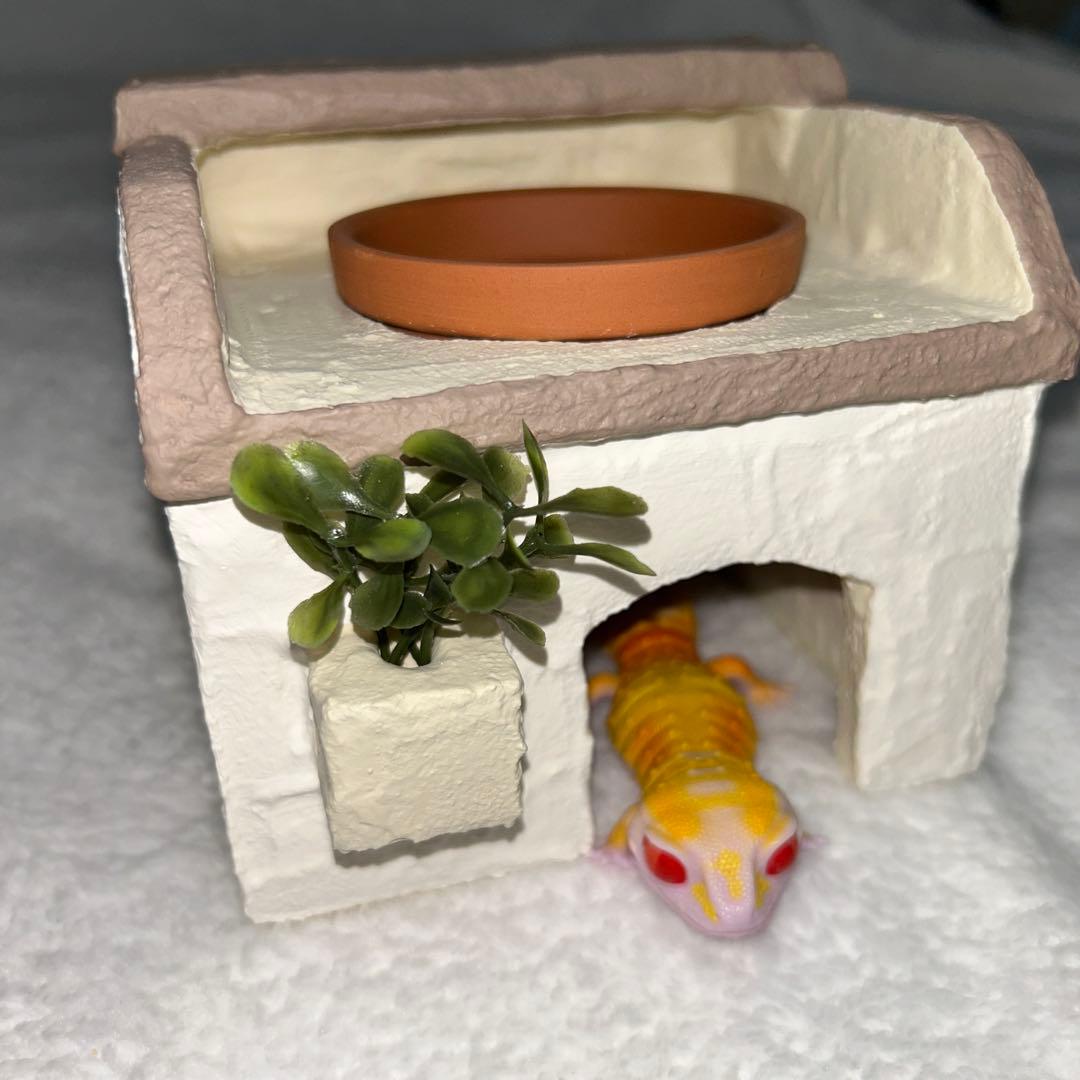 爬虫類 ウェットシェルター 29