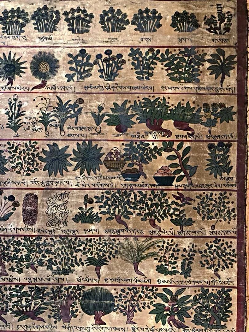 ④ 中国美術 希少 古玩 薬草 一覧表 麻生地 手彩色