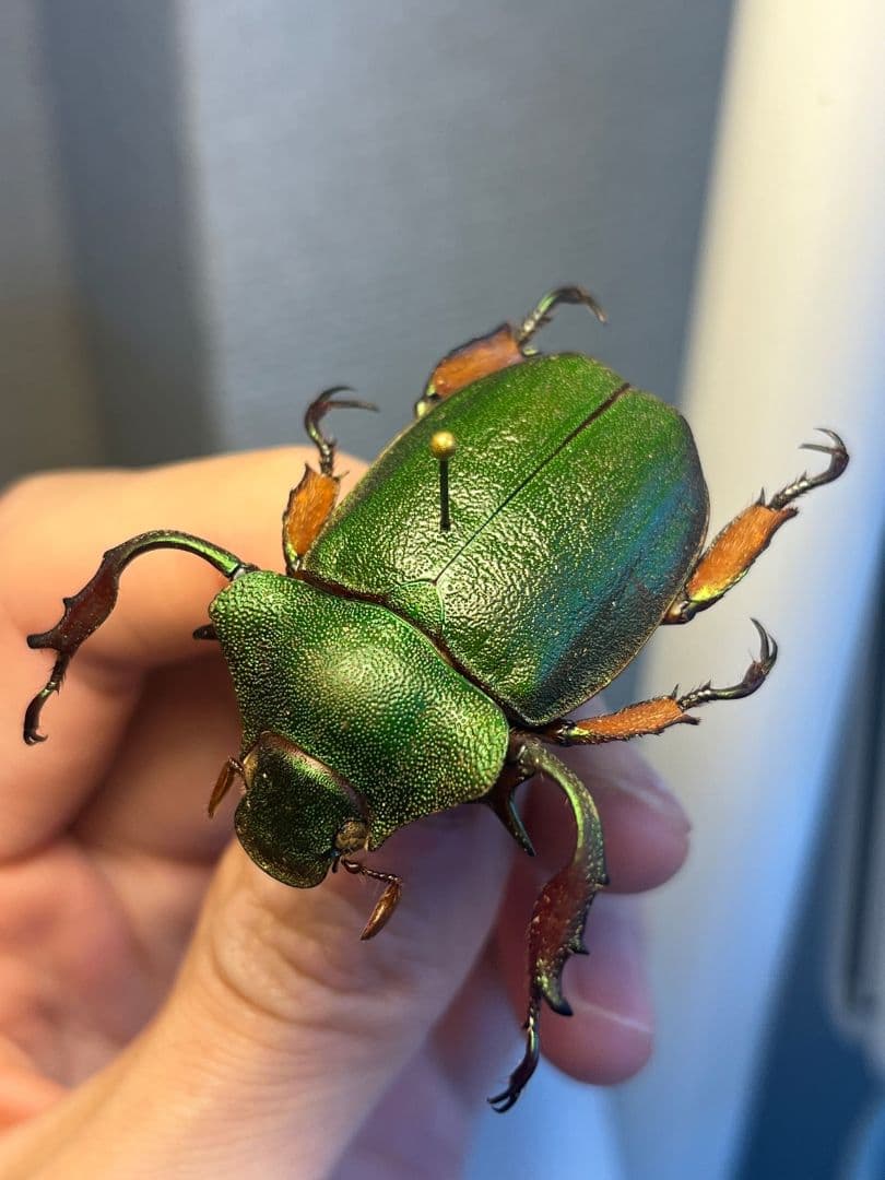 【40mm】ナンベイテナガスジコガネ 昆虫標本 Sphodochlamys l