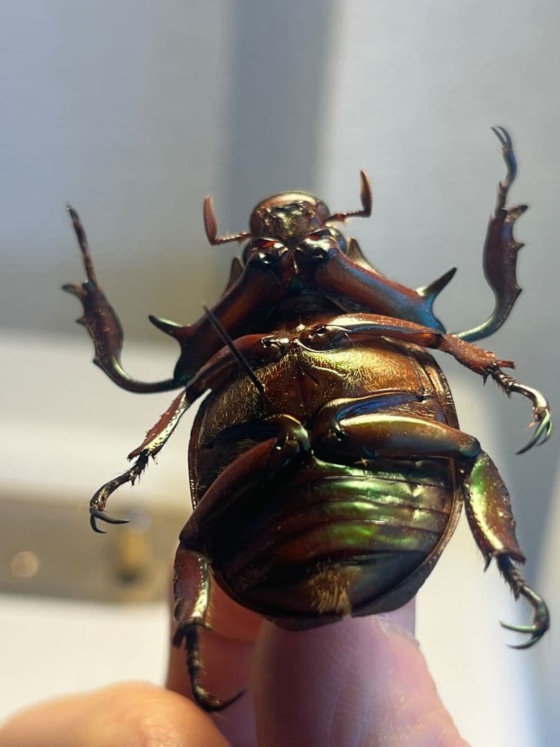 【40mm】ナンベイテナガスジコガネ 昆虫標本 Sphodochlamys l