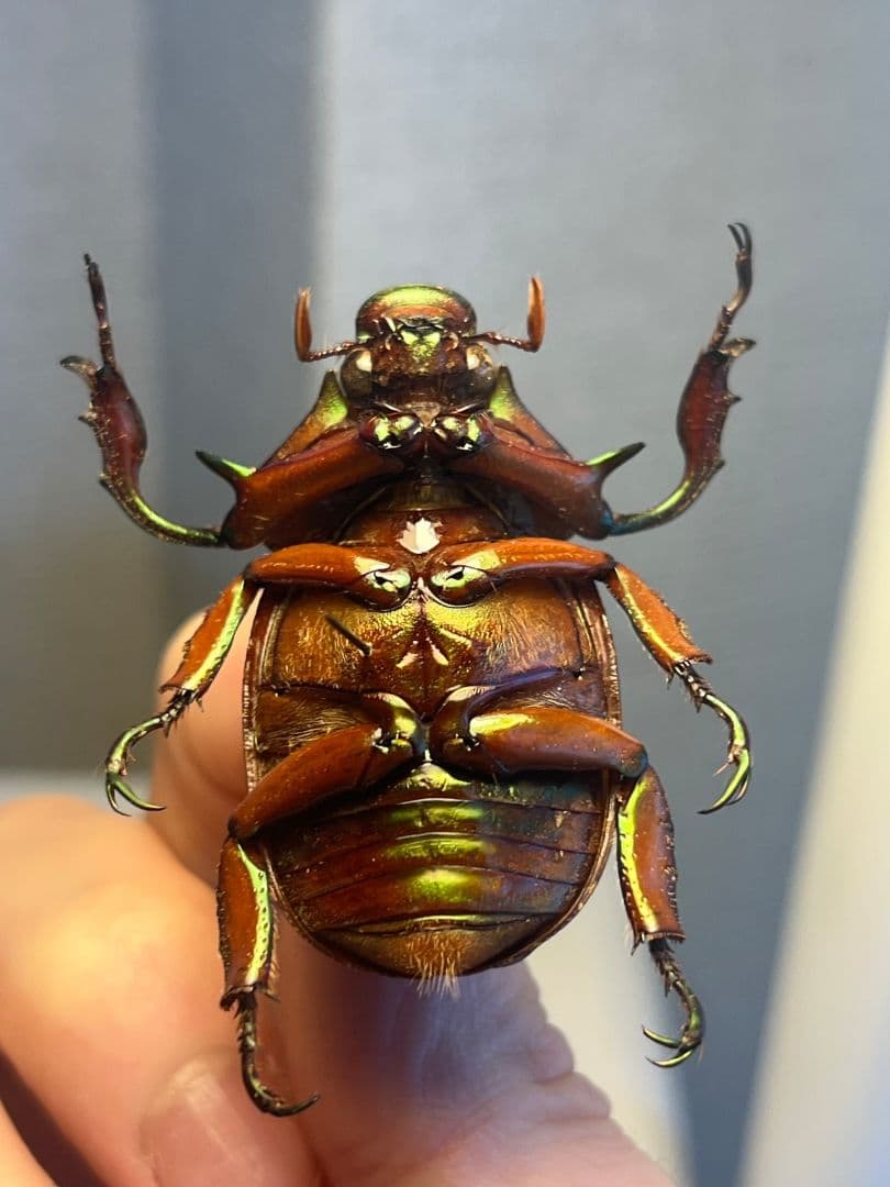 【40mm】ナンベイテナガスジコガネ 昆虫標本 Sphodochlamys l