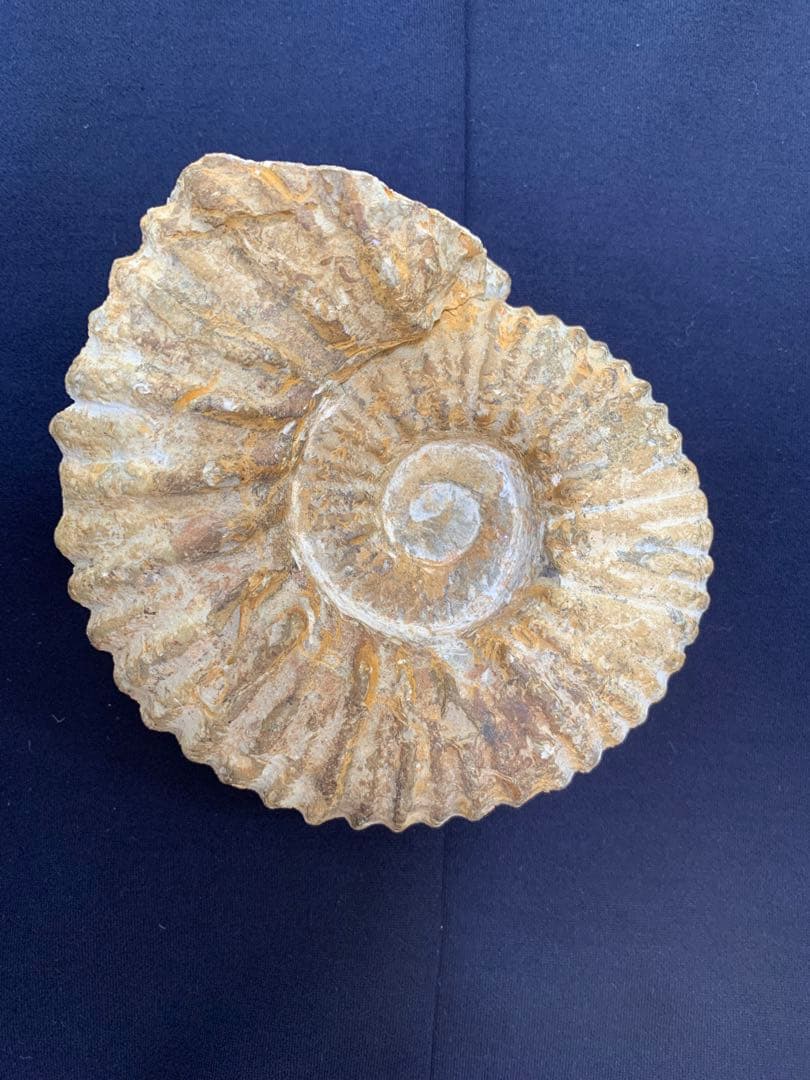 アンモナイト化石　モロッコ産　美品