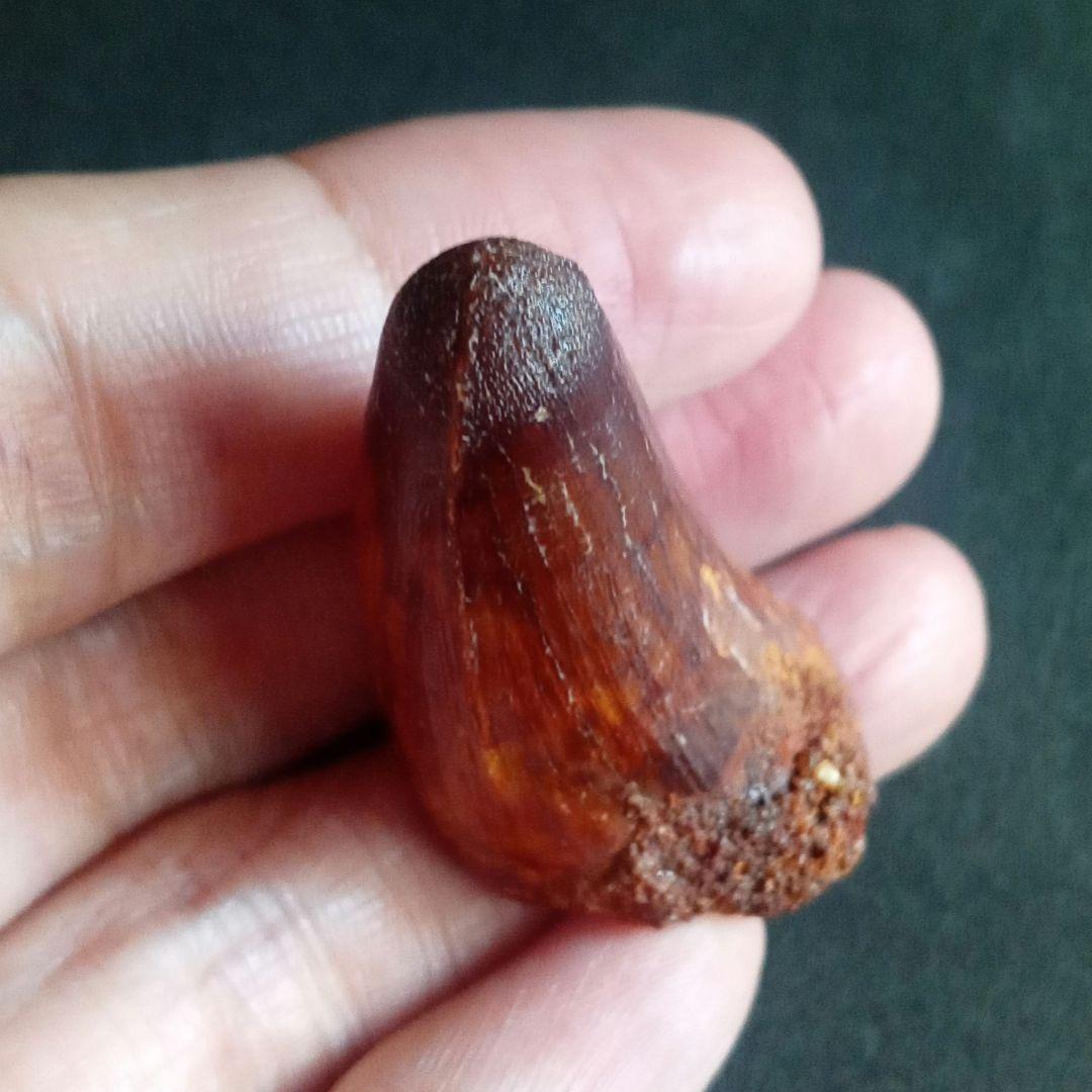 白亜紀　大型ワニ形類　エロスクス　極美麗