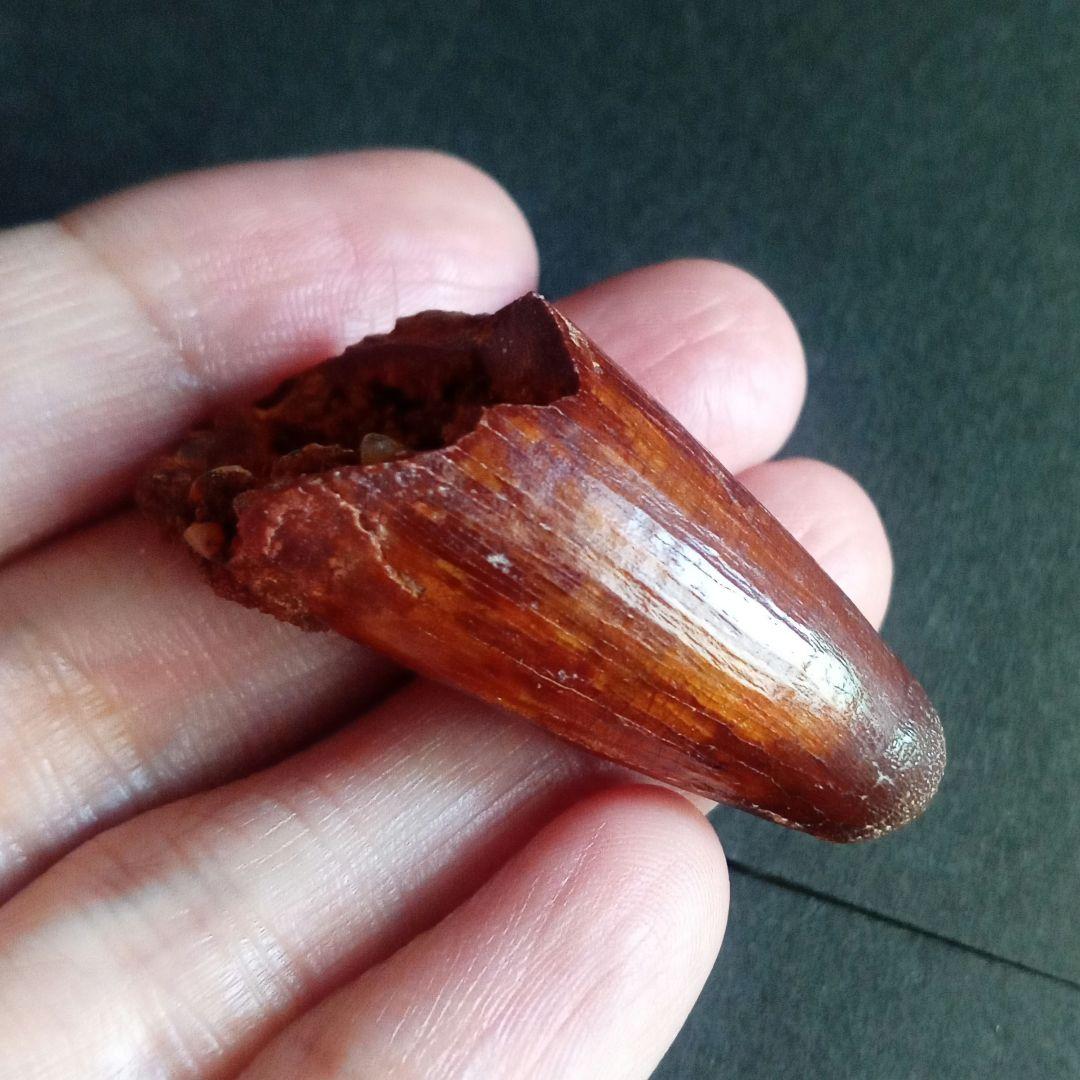 白亜紀　大型ワニ形類　エロスクス　極美麗