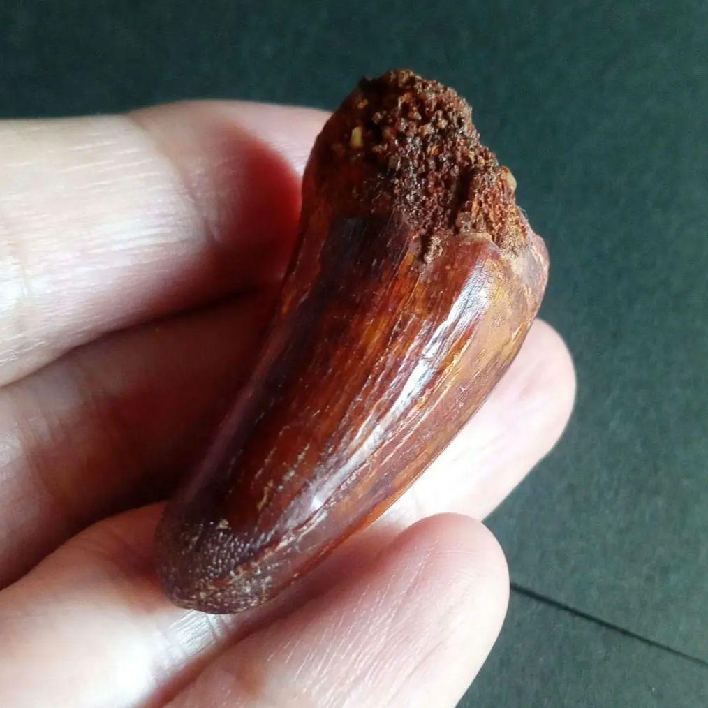 白亜紀　大型ワニ形類　エロスクス　極美麗