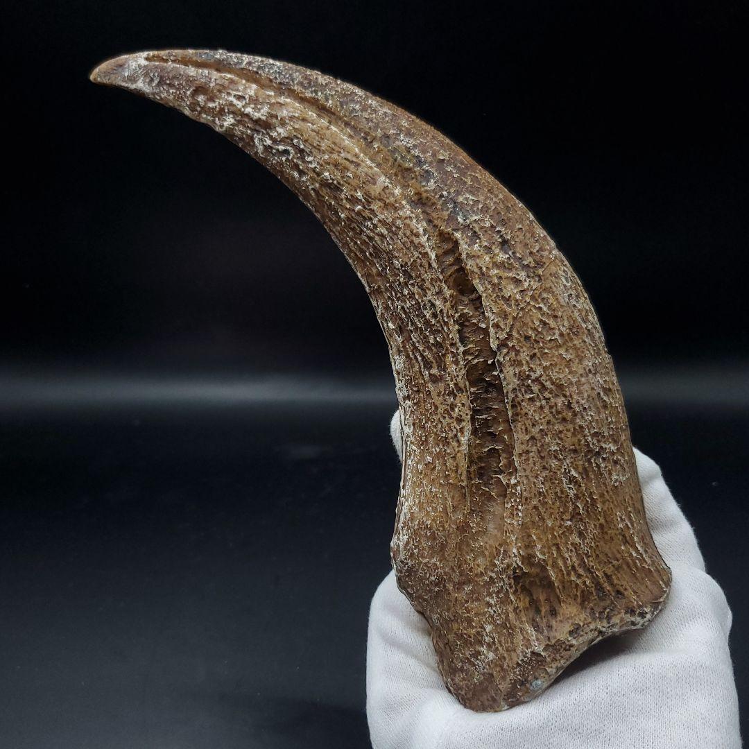 スピノサウルス 爪 レプリカ 181.40mm spr8