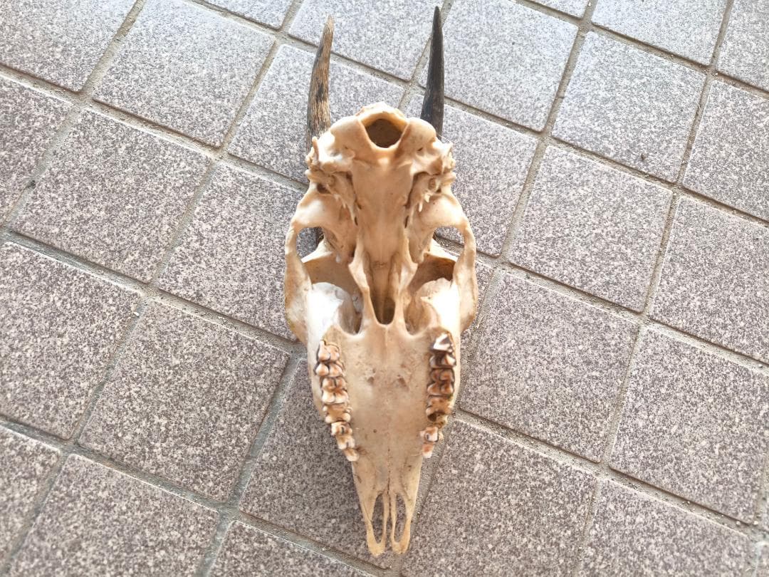 カモシカの頭蓋骨