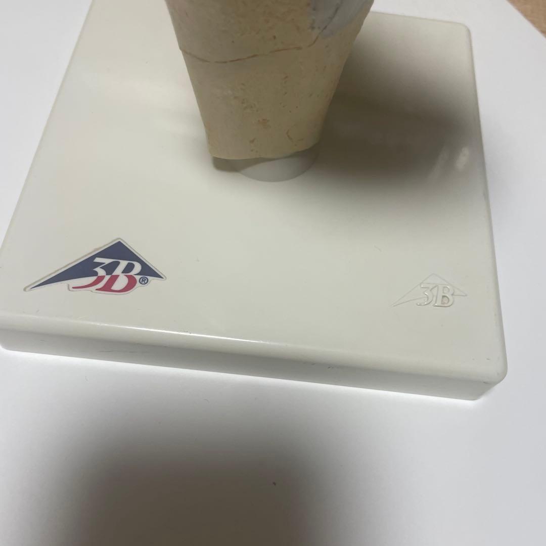 膝関節模型 3B 膝関節断面モデル