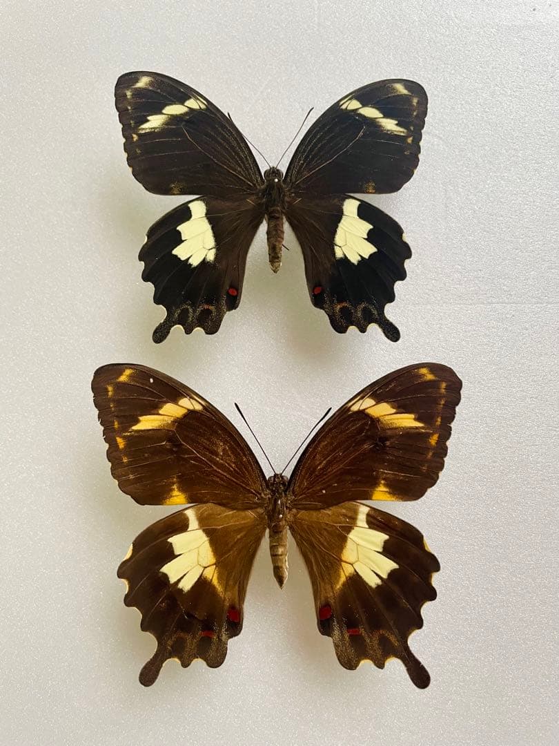 【1ペア】アミントールアゲハ（オーストラリア産）
