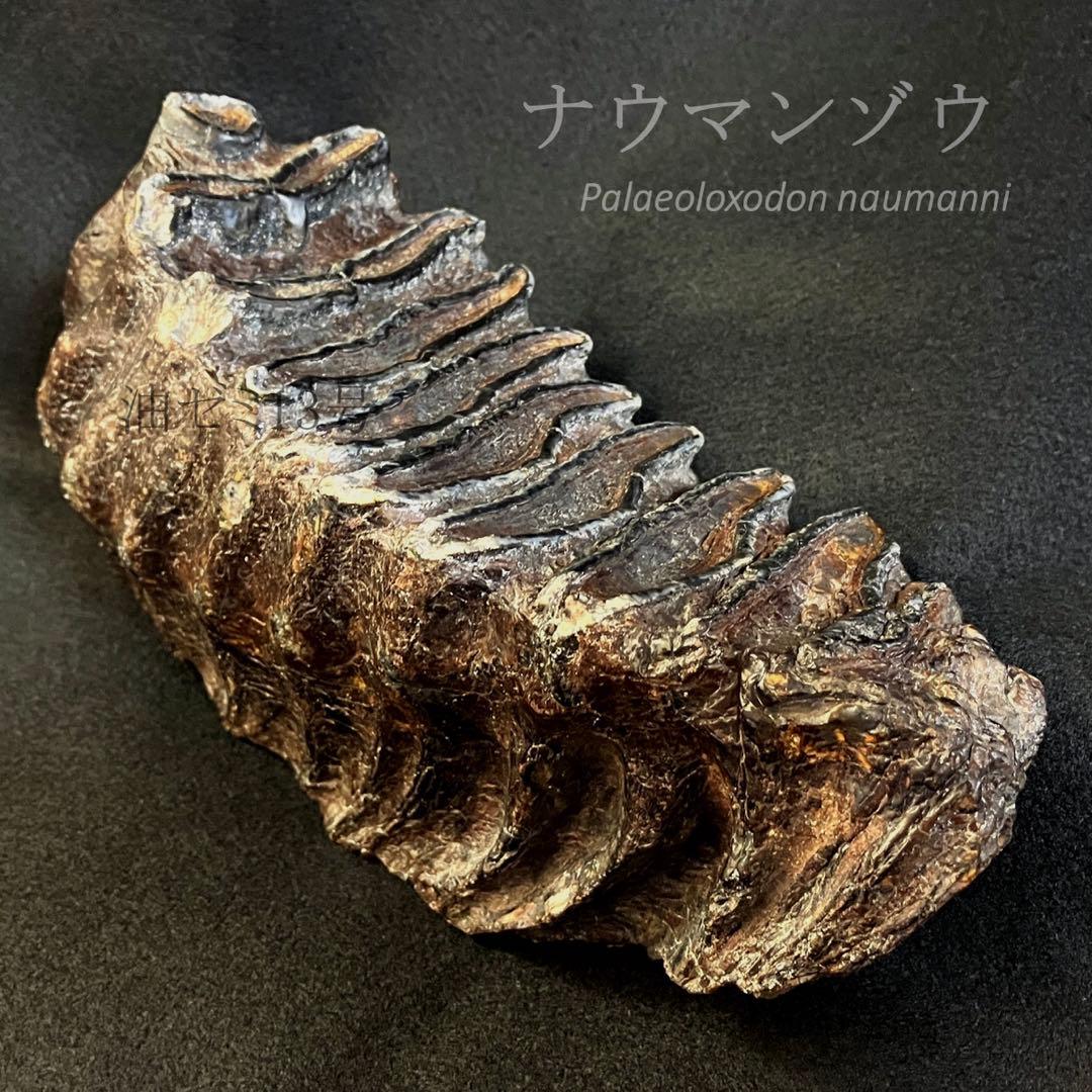 ナウマンゾウ　臼歯　(左下)　化石