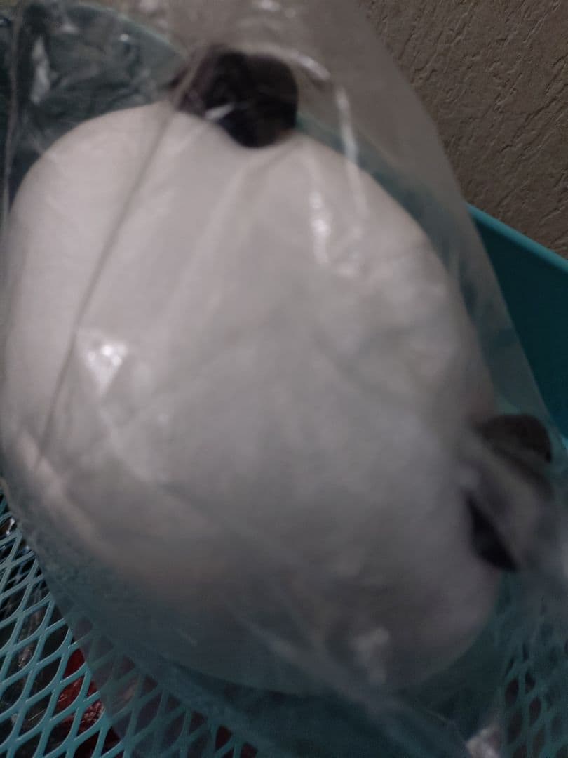 自分ツッコミくま　パグ　ダルマぬいぐるみセット。新品未開封。