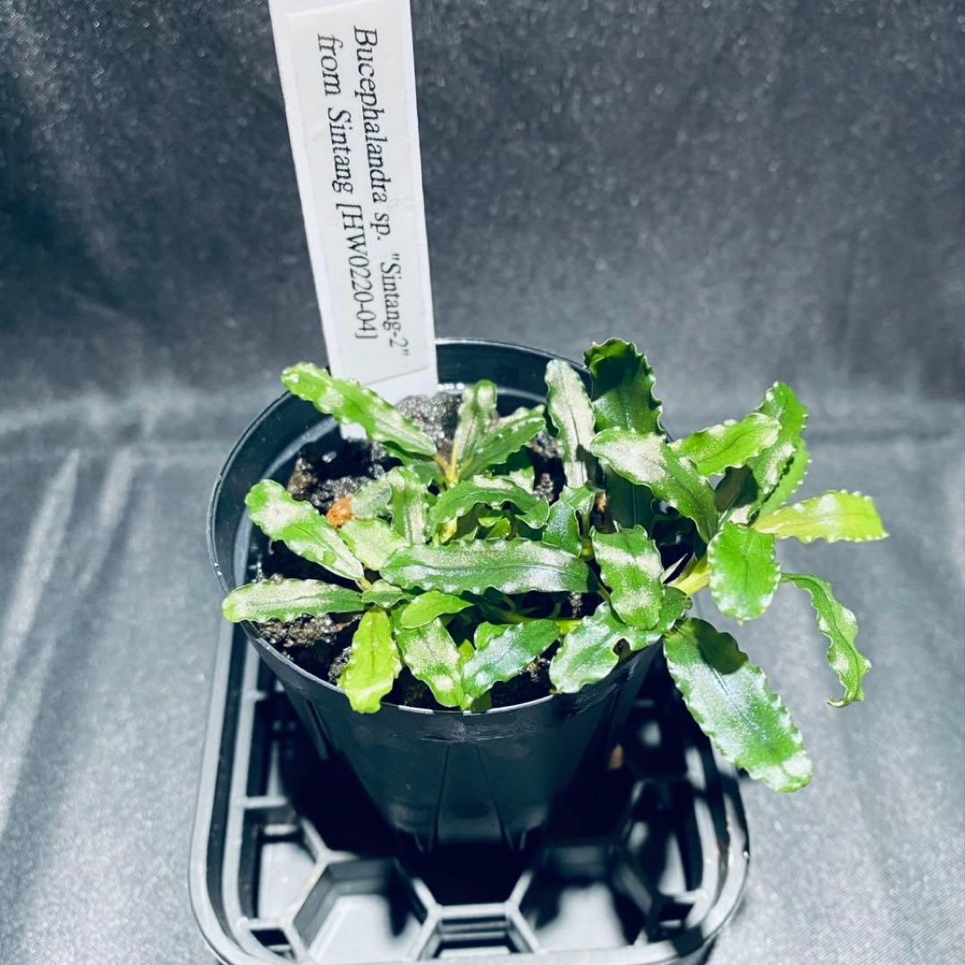 【 HW便】Bucephalandraセット①