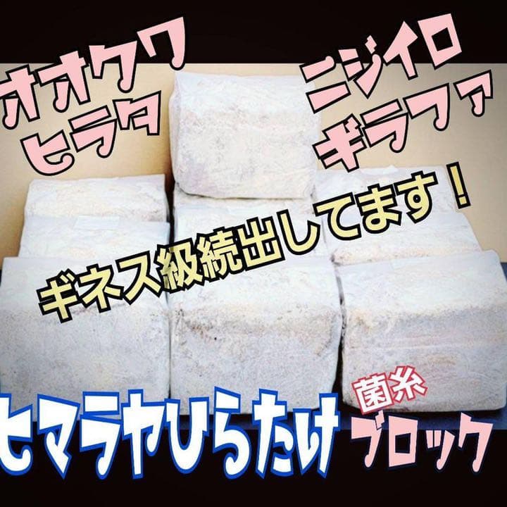 極上！ヒマラヤひらたけ菌糸ブロック【9個】初菌のみ使用！国産オオクワ85ミリ実績