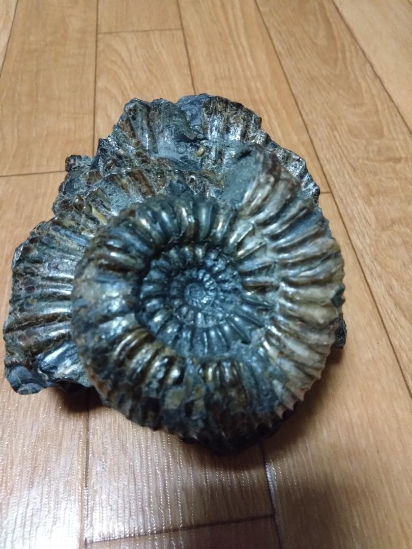 アンモナイト 黄鉄鉱 パイライト ロシア産