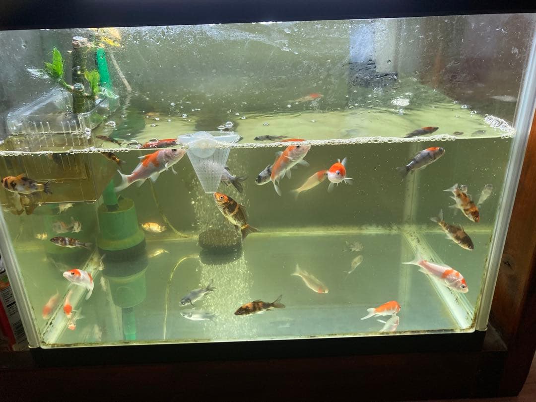 水質浄化抜群濾過材ボールろ材納豆菌入り多孔質パワーボール18L即時発送送料込み