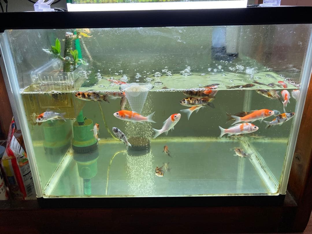 水質浄化抜群濾過材ボールろ材納豆菌入り多孔質パワーボール18L即時発送送料込み