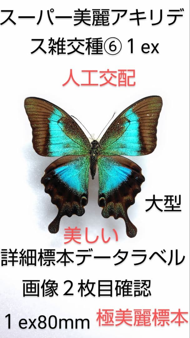 スーパー美麗アキリデス雑交種標本⑥1 ex 80mm人工交配貴重大型標本