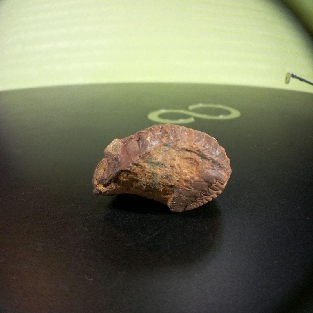 三葉虫　化石　fossil　海　ボリビア産　trilobite　海生動物種別⑥