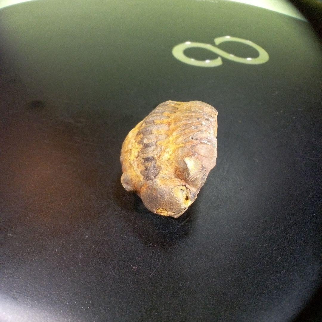 三葉虫　化石　fossil　海　ボリビア産　trilobite　海生動物種別⑥