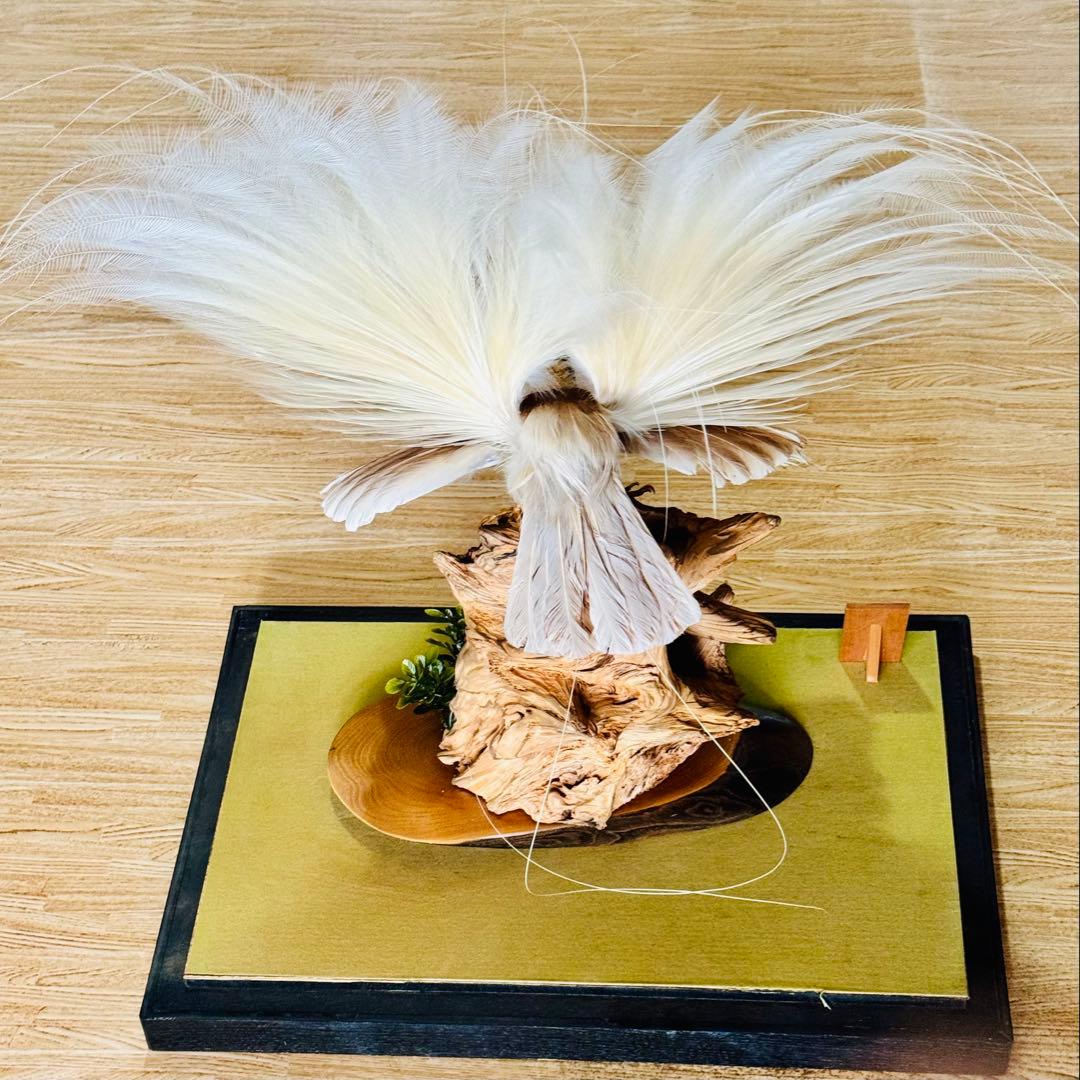 淡*雪様 極楽鳥　アートオブジェ　ガラスケース付き