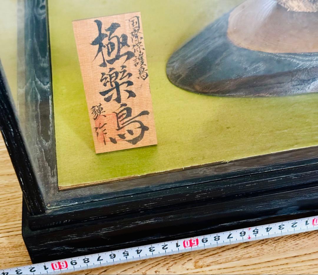 淡*雪様 極楽鳥　アートオブジェ　ガラスケース付き