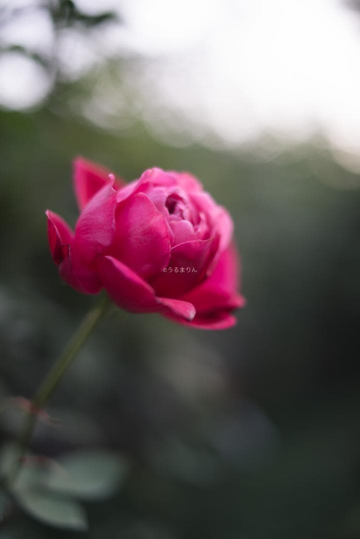 弩級の広角F1.4！Distagon 35mm F1.4 AEG