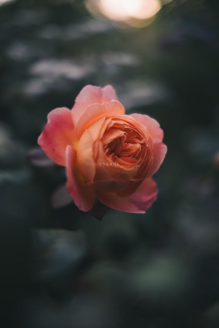 弩級の広角F1.4！Distagon 35mm F1.4 AEG