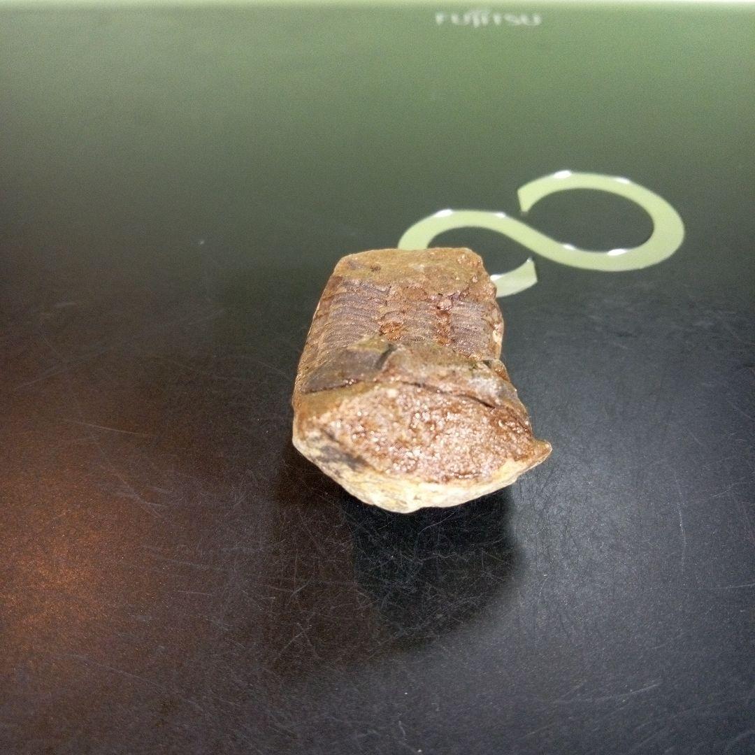 三葉虫　化石　fossil　ボリビア産　trilobite　ノジュール判別⑨