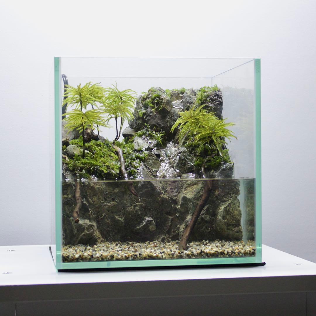 初めてのアクアテラリウム　No.8　パルダリウム　イモリウム　20cm水槽