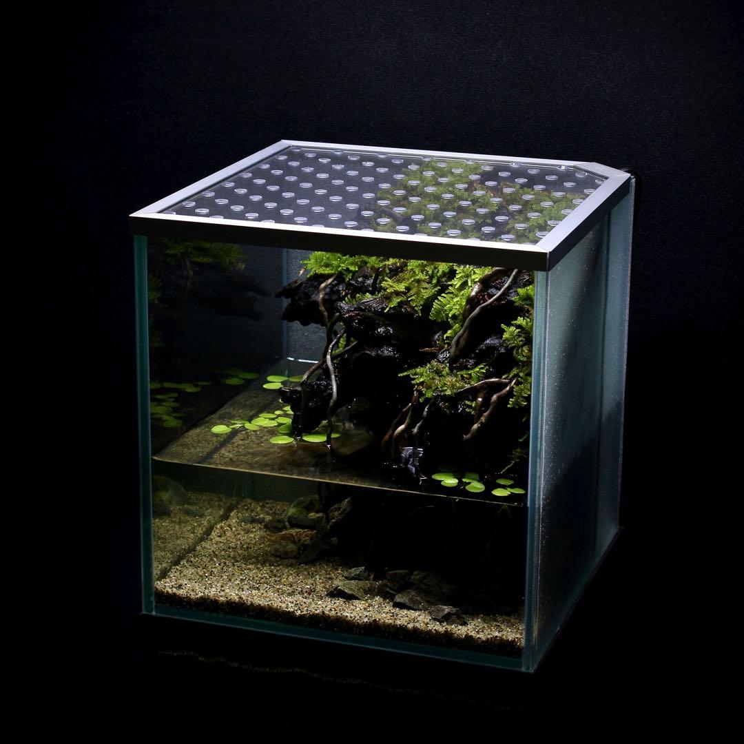 初めてのアクアテラリウム　No.8　パルダリウム　イモリウム　20cm水槽