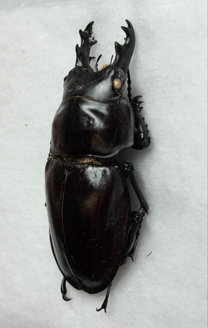 ★野外品クリスマスセール★ヤエヤママルバネクワガタ大歯標本