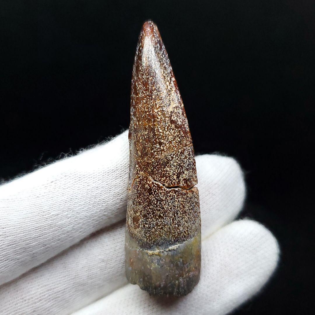 恐竜】スピノサウルス 本物 モロッコ産 54.68mm ケース付き sp401