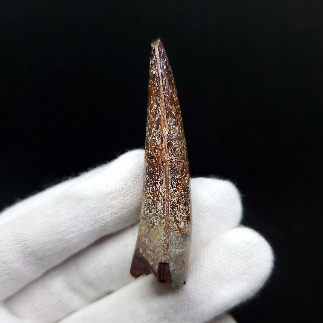 恐竜】スピノサウルス 本物 モロッコ産 54.68mm ケース付き sp401